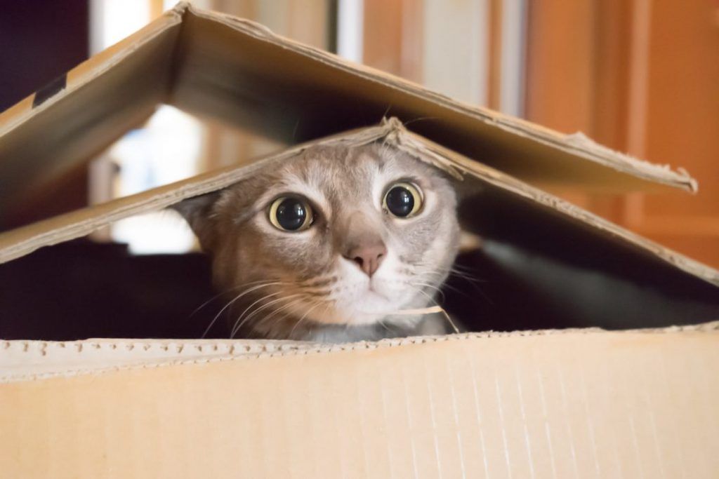 cat-in-box-1024x683.jpg